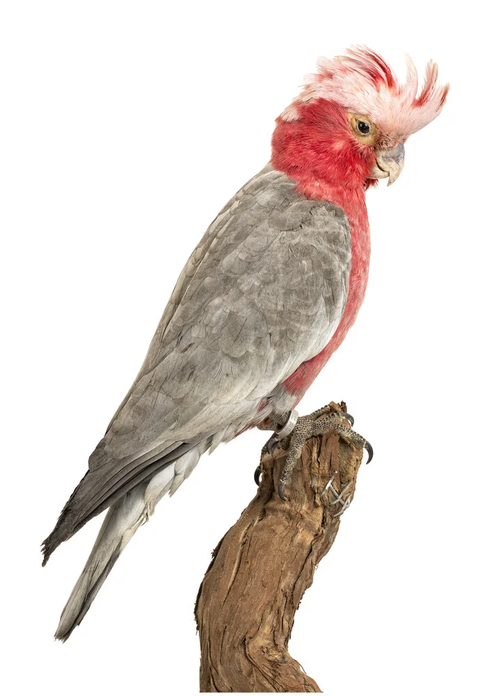 Rarity Cabinet Bird Parrot - fotokunst von Marielle Leenders