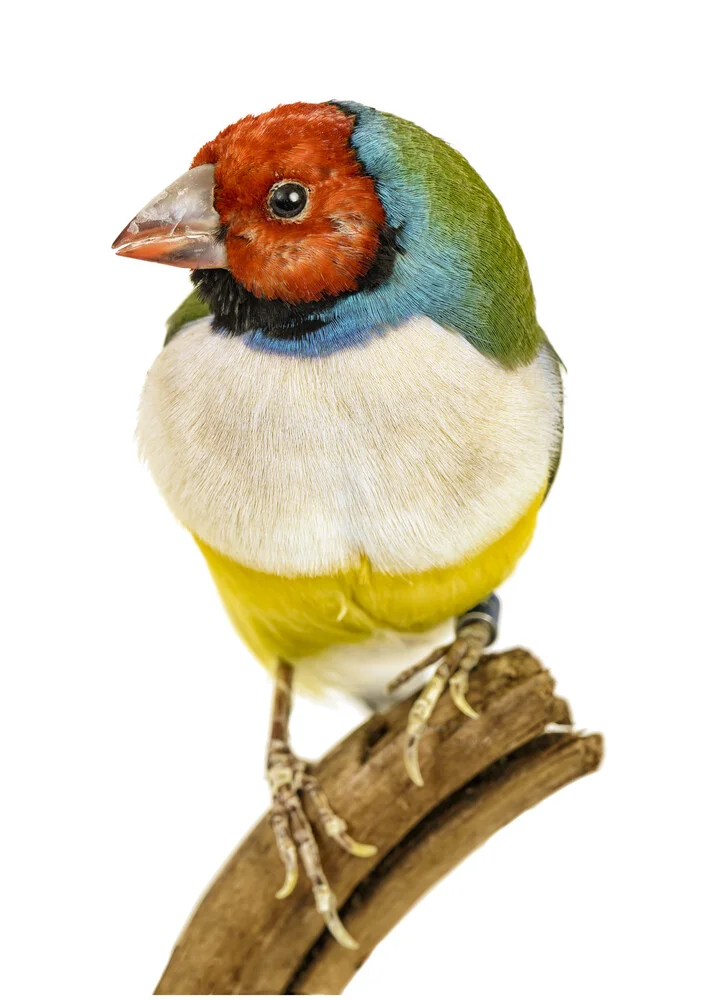 Rarity Cabinet Bird Canary - fotokunst von Marielle Leenders