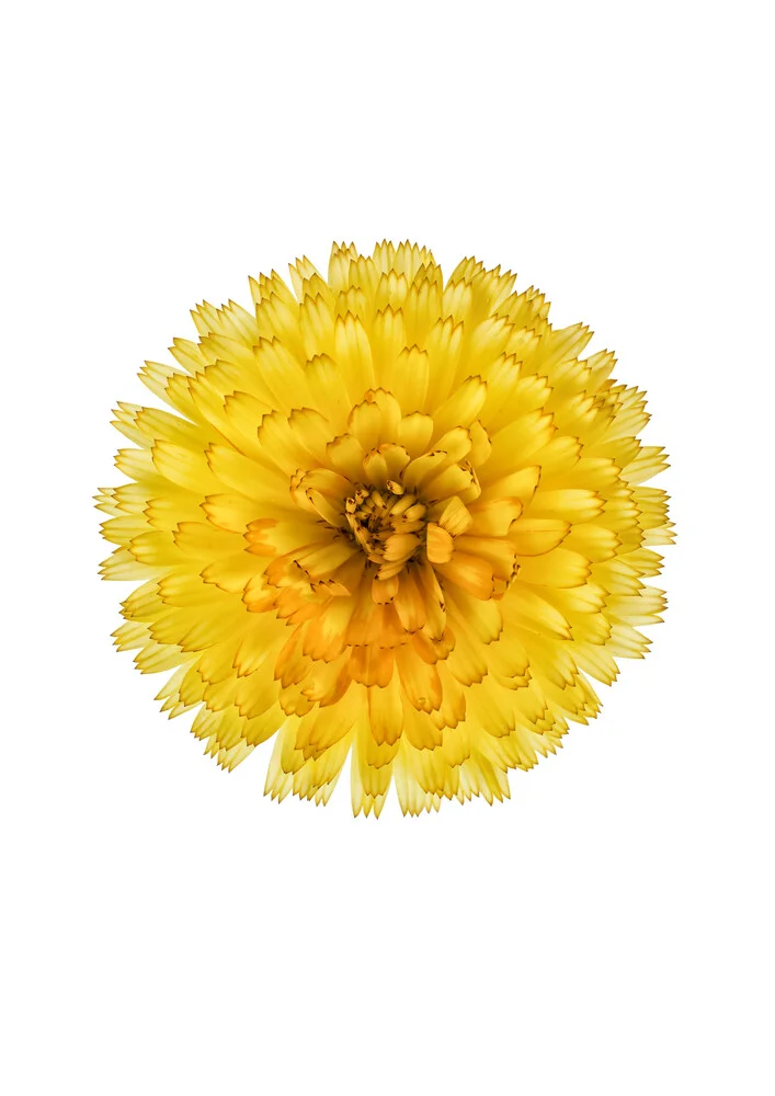 Rarity Cabinet Flowers Calendula - fotokunst von Marielle Leenders