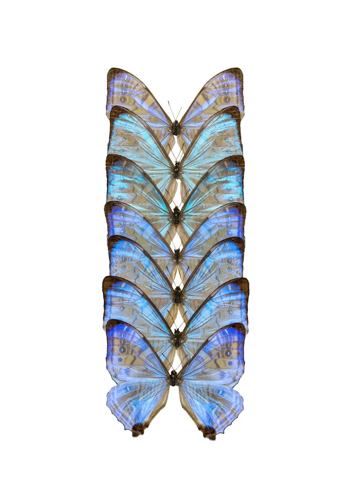 Rarity Cabinet Butterfly Blue - fotokunst von Marielle Leenders