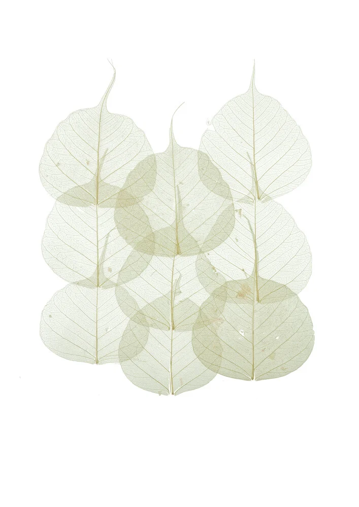Rarity Cabinet Leaves - Fineart photography by Marielle Leenders