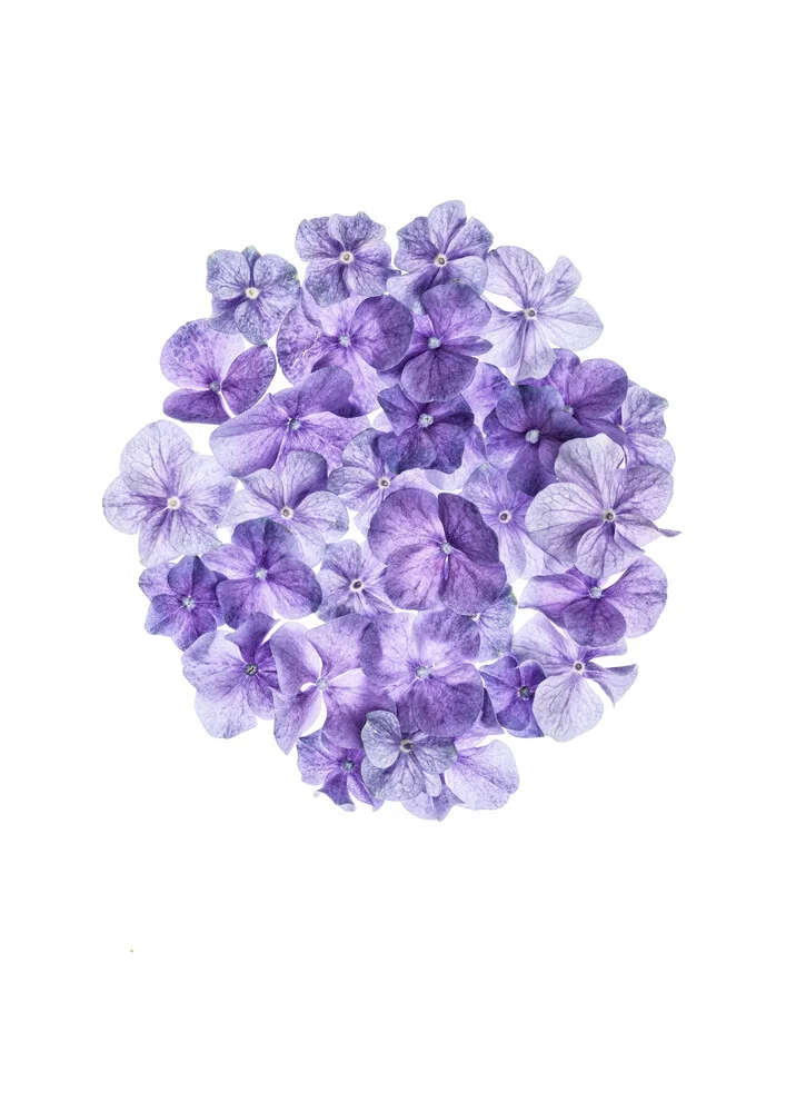 Rarity Cabinet Flower Hortensia - fotokunst von Marielle Leenders