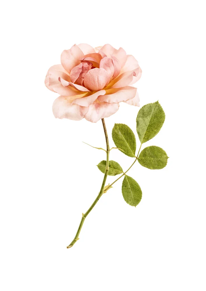 Rarity Cabinet Flower Rose Pink - fotokunst von Marielle Leenders