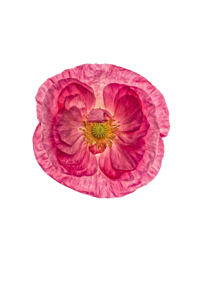 Rarity Cabinet Flower Poppy 1 - fotokunst von Marielle Leenders
