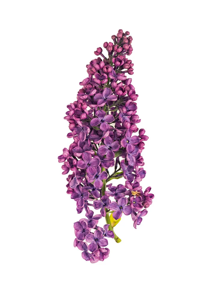 Rarity Cabinet Flower Hydrangea - fotokunst von Marielle Leenders