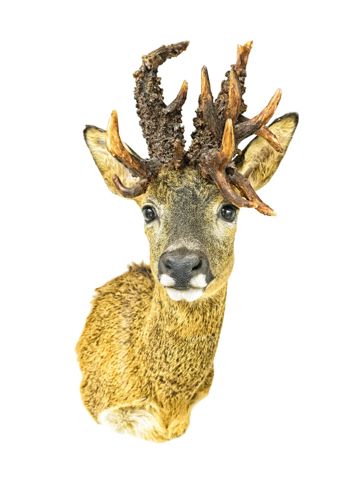 Rarity Cabinet Animal Deer - Fineart photography by Marielle Leenders