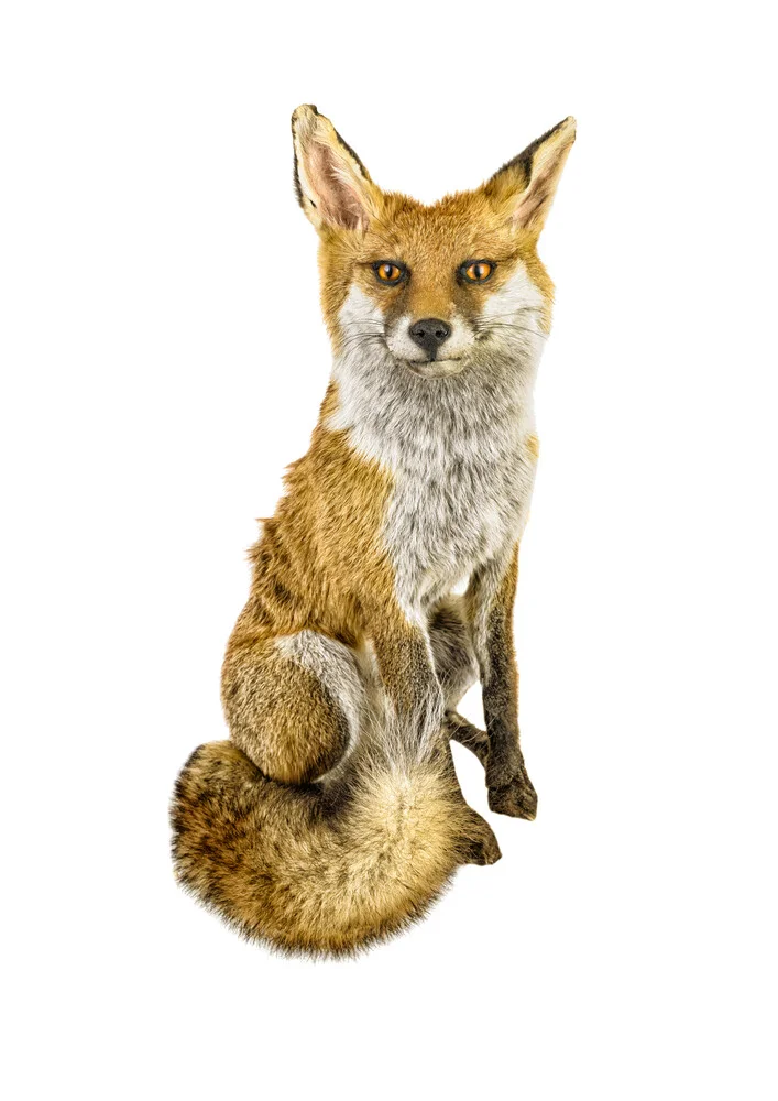 Rarity Cabinet Animal Fox - fotokunst von Marielle Leenders