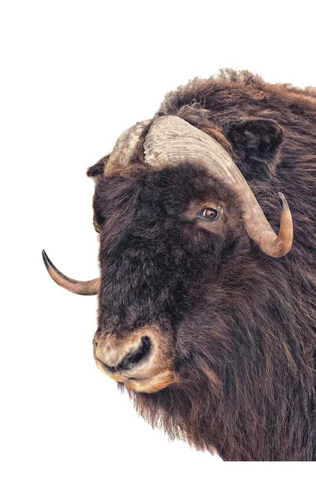 Rarity Cabinet Animal Bison - fotokunst von Marielle Leenders