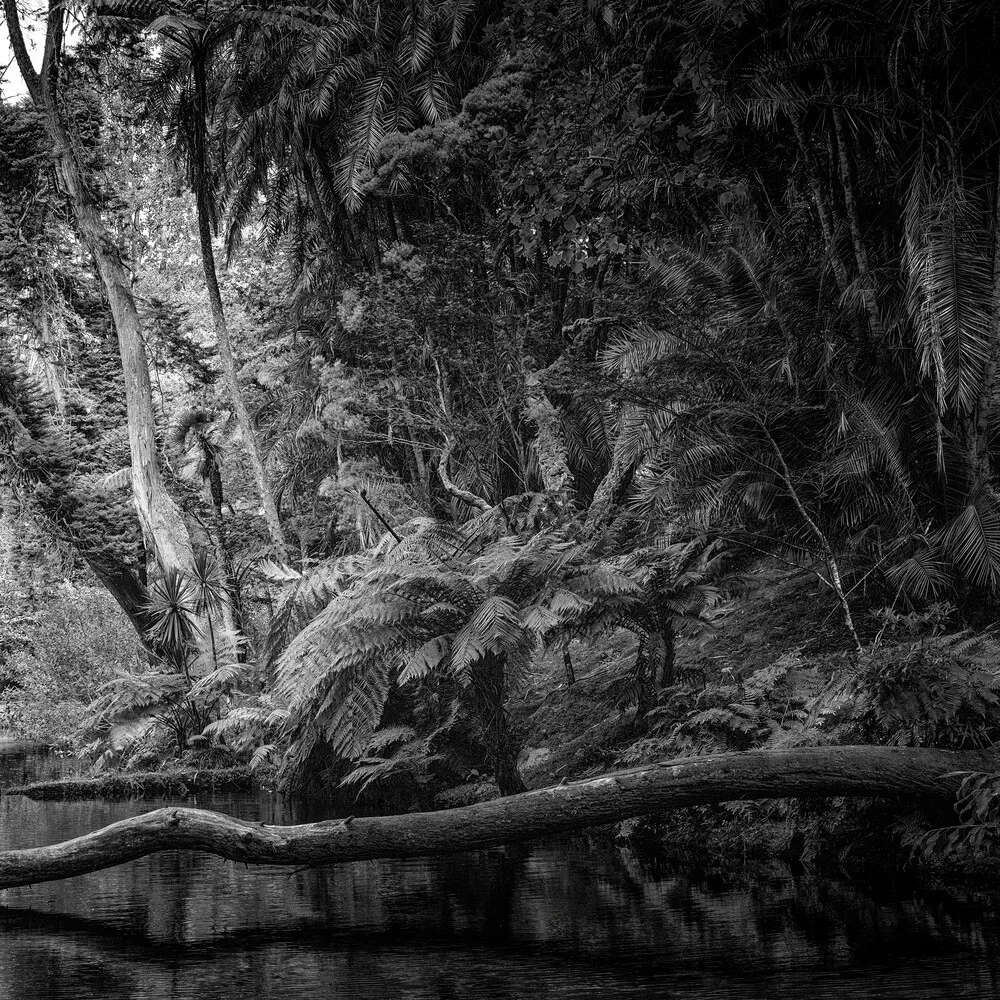 Azorian Forrest - Fineart photography by J. Daniel Hunger