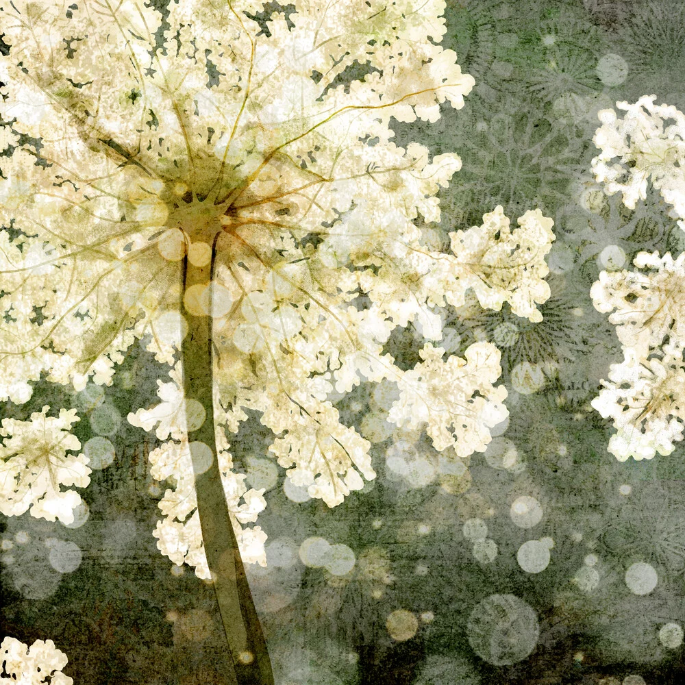 Elderflower - Fineart photography by Katherine Blower