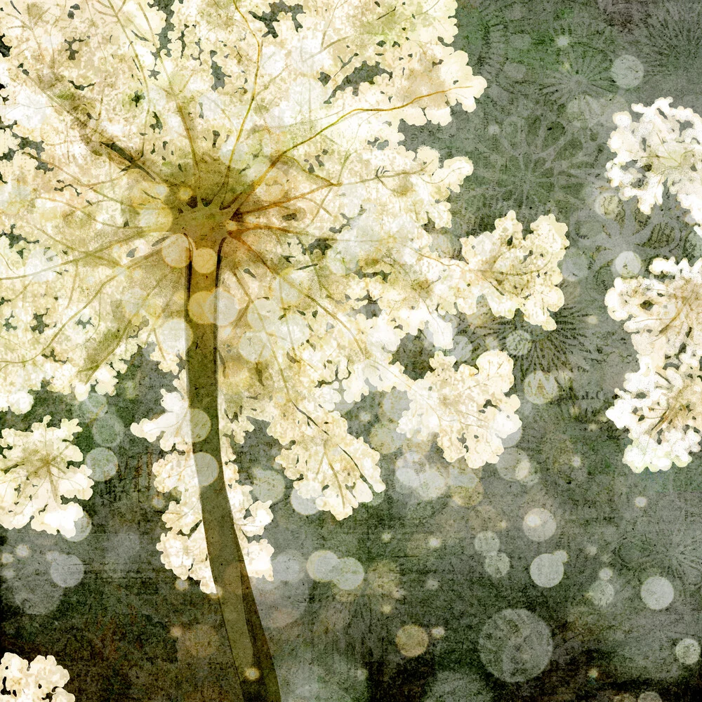 Elderflower - fotokunst von Katherine Blower