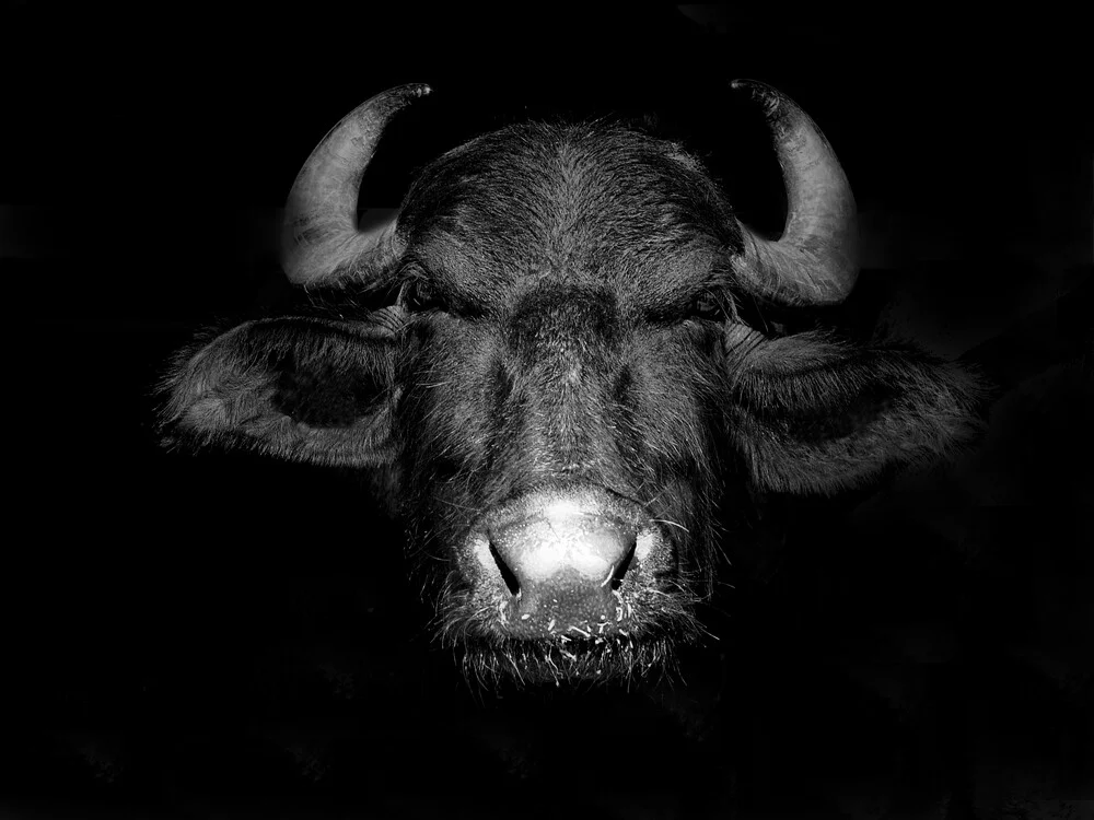 Buffalo - fotokunst von Johannes Bauer