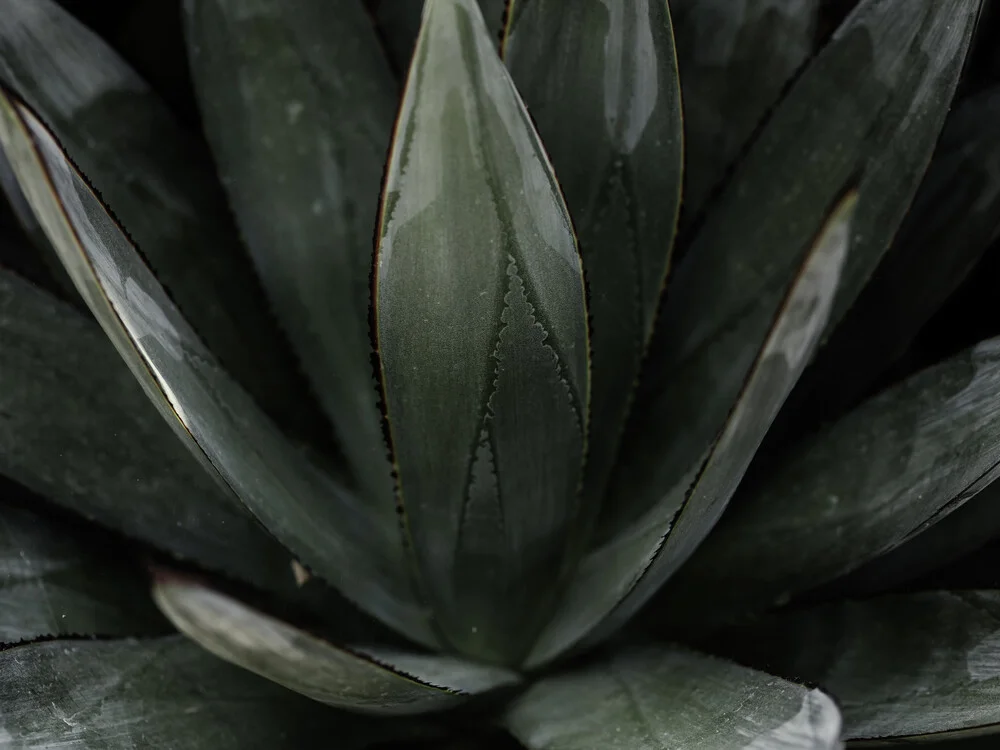 Garden by the Ocean - fotokunst von Vera Mladenovic