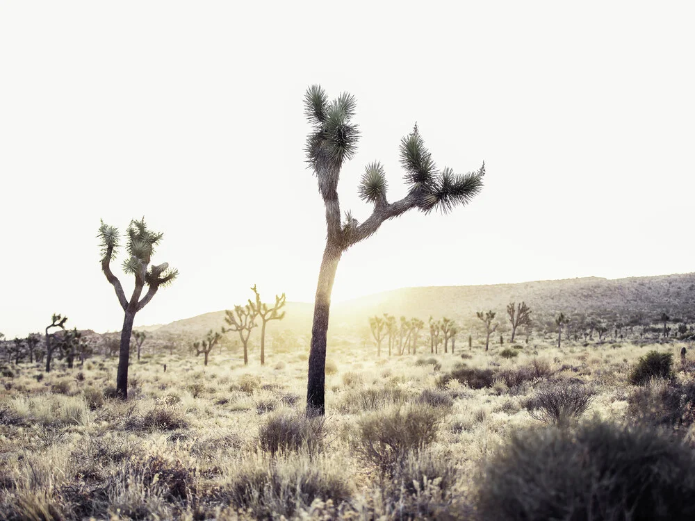 Joshua Tree - fotokunst von Vera Mladenovic