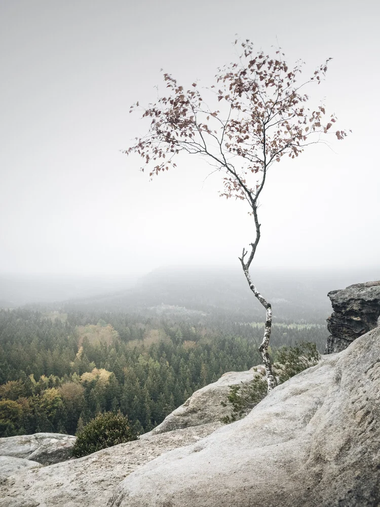 Young Birch - fotokunst von Ronny Behnert