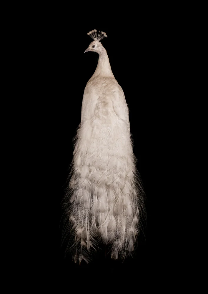 Rarity Cabinet Bird Peacock White - Fineart photography by Marielle Leenders