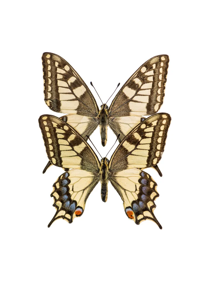 Rarity Cabinet Butterflies Twin - fotokunst von Marielle Leenders