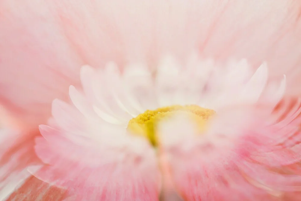 Sommerblumen - fotokunst von Nadja Jacke