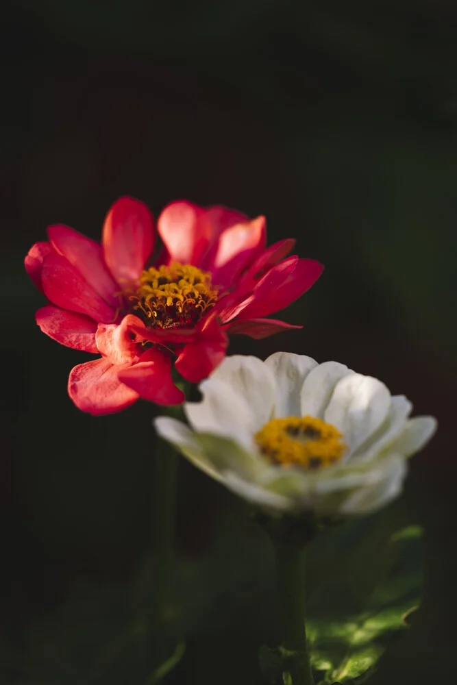 Zinnien Sommerblumen - fotokunst von Nadja Jacke