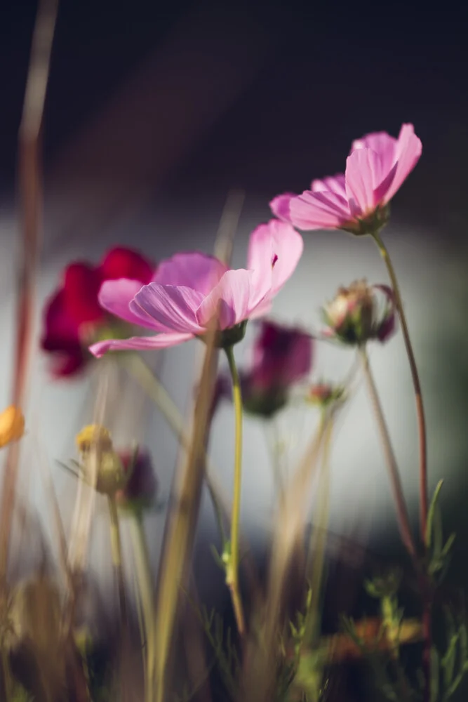 Summer flower cosmos - Fineart photography by Nadja Jacke