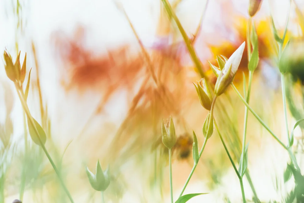 summer flowers - Fineart photography by Nadja Jacke