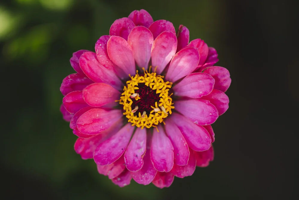 Zinnien Sommerblumen - fotokunst von Nadja Jacke