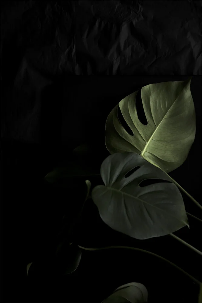 Moody Monstera - fotokunst von Studio Na.hili