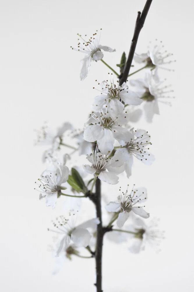 White Blossoms - Fineart photography by Studio Na.hili