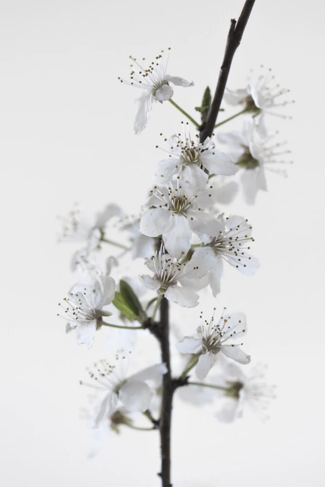 White Blossoms - fotokunst von Studio Na.hili