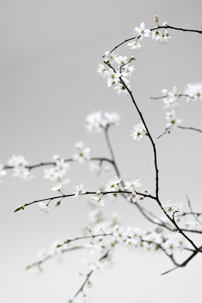 Spring is in the Air - fotokunst von Studio Na.hili