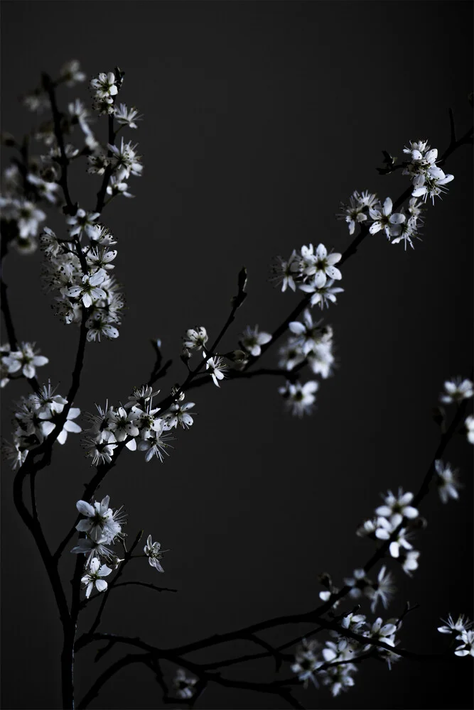 Moody Flower Beauty - Fineart photography by Studio Na.hili