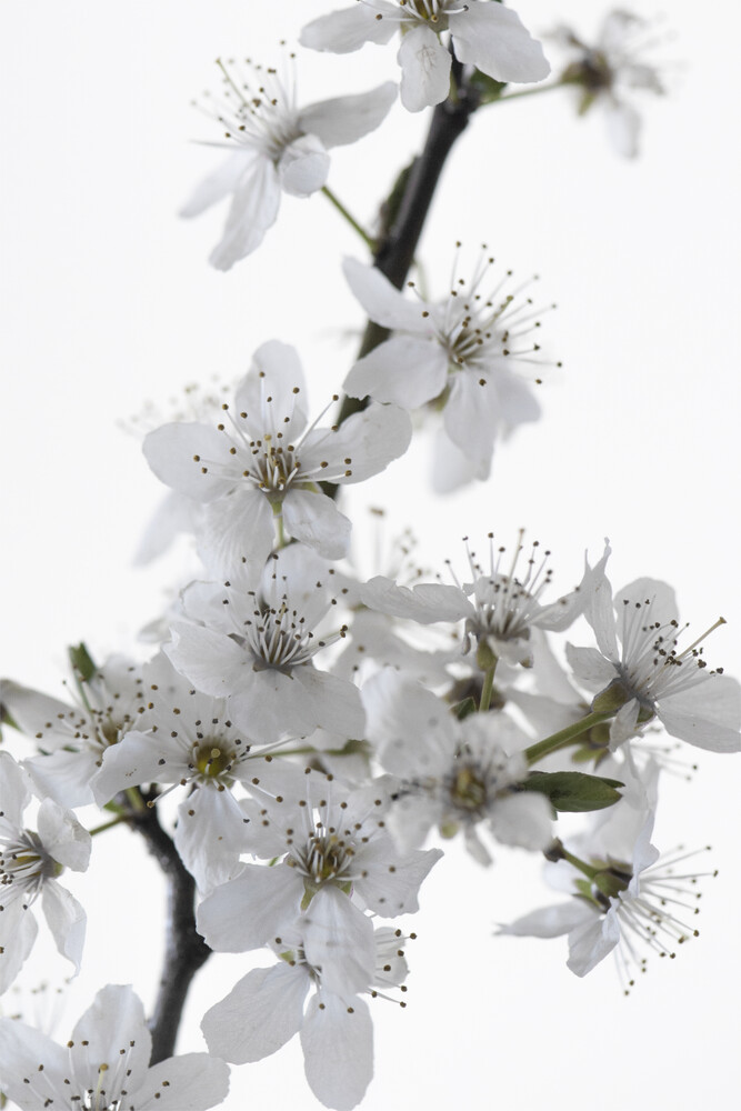 Cherry Flower - fotokunst von Studio Na.hili