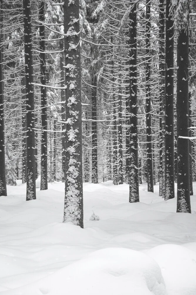 Deep Dark White Forest - Fineart photography by Studio Na.hili