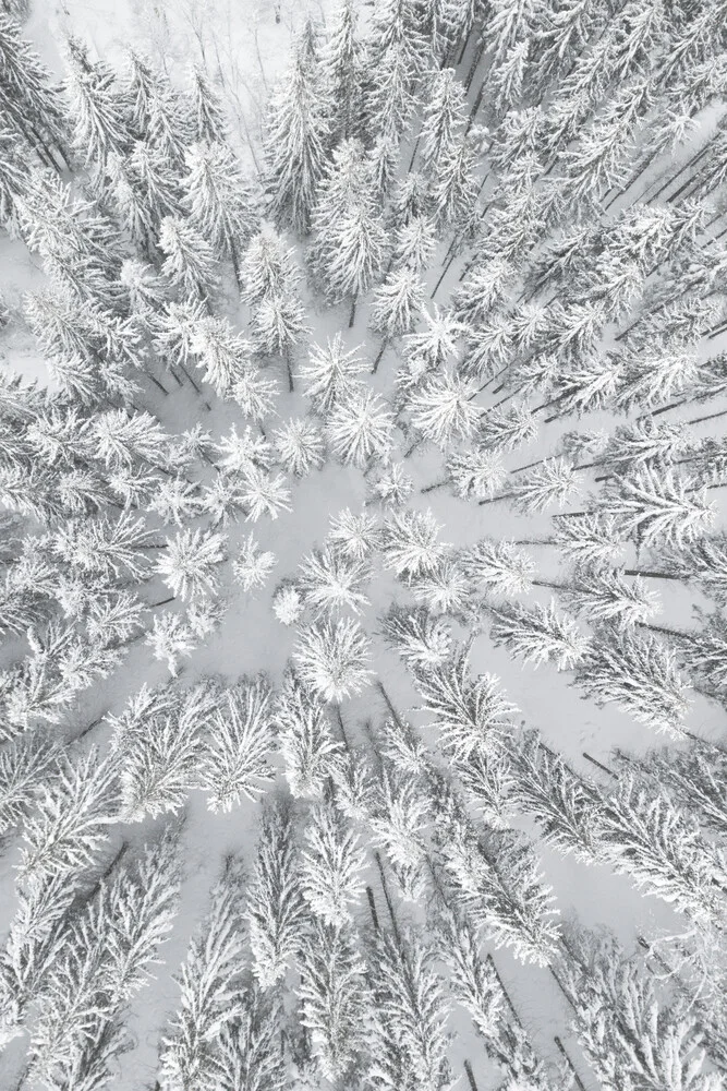 Snowy Forests - fotokunst von Studio Na.hili