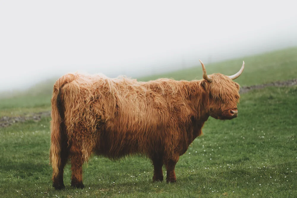 Highland cattle - Fineart photography by Jonas Hafner
