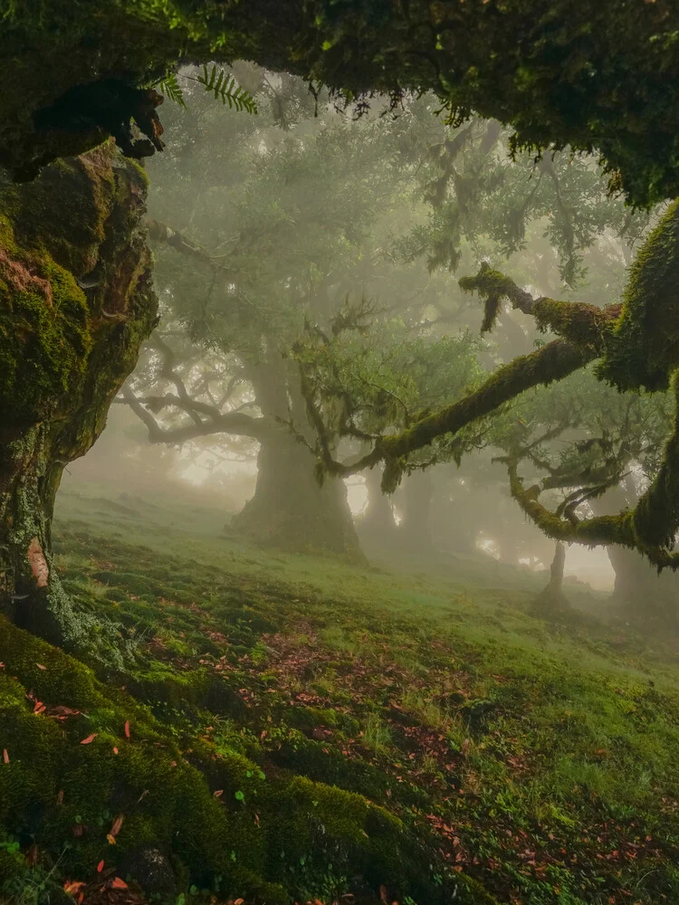 entrance to fairytale forest - fotokunst von Anke Butawitsch