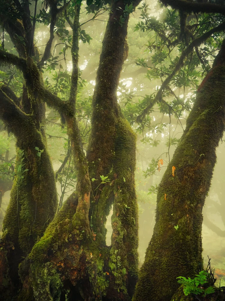 close to the green - fotokunst von Anke Butawitsch