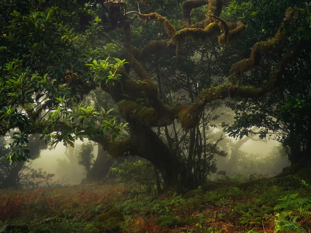 dark forest - fotokunst von Anke Butawitsch