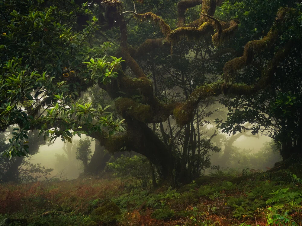 dark forest - Fineart photography by Anke Butawitsch