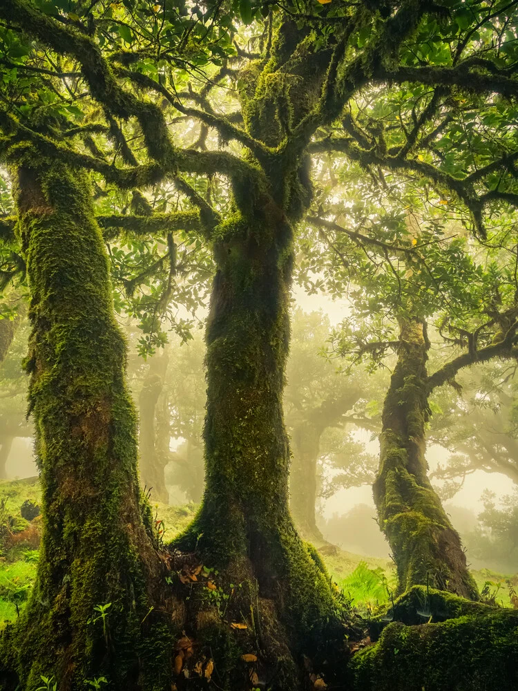 breezing the green - Fineart photography by Anke Butawitsch