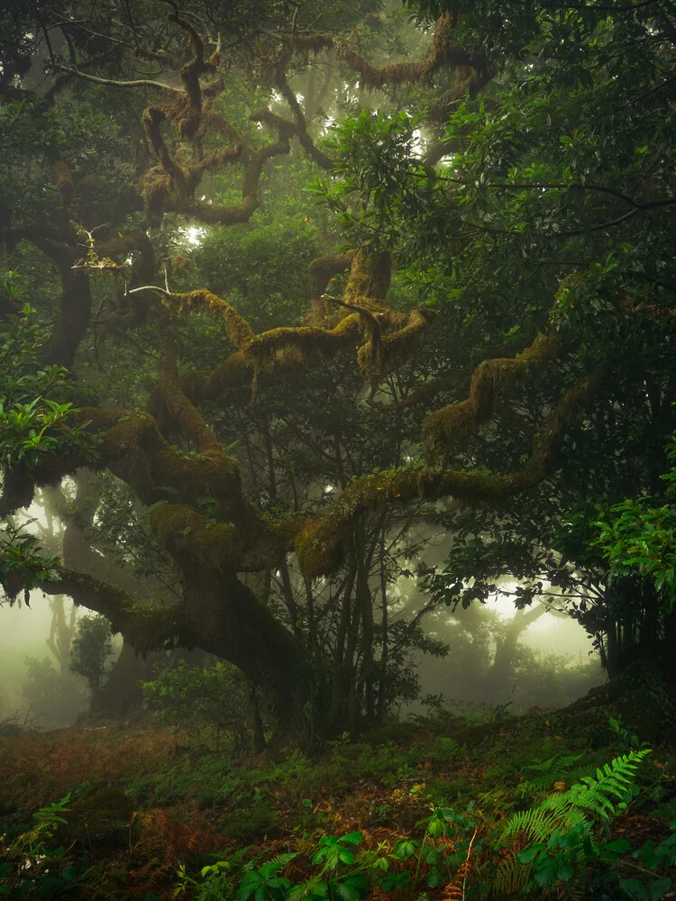 mystical forest - fotokunst von Anke Butawitsch