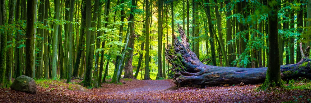 Beech Forest in Germany - Fineart photography by Martin Wasilewski