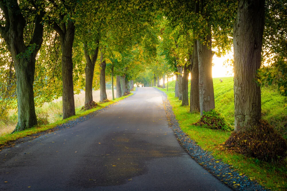 Alley Road in Germany - Fineart photography by Martin Wasilewski