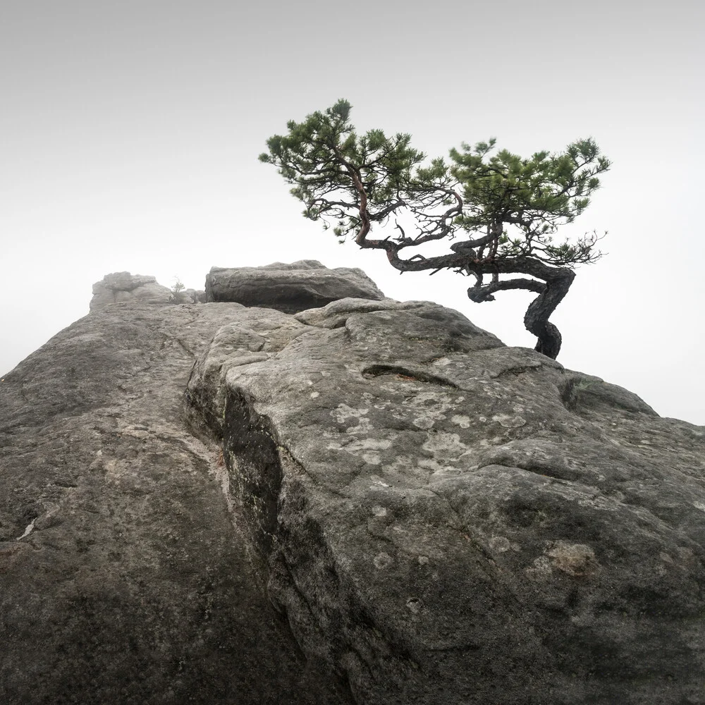 Lilienstein Pine | Deutschland - fotokunst von Ronny Behnert