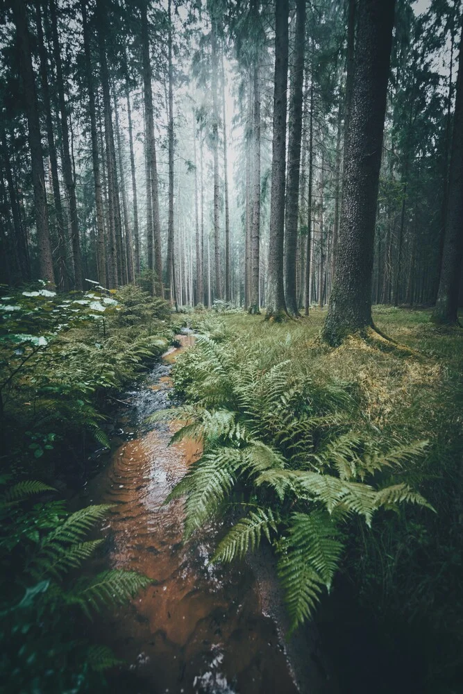 Into the Woods - Fineart photography by Patrick Monatsberger