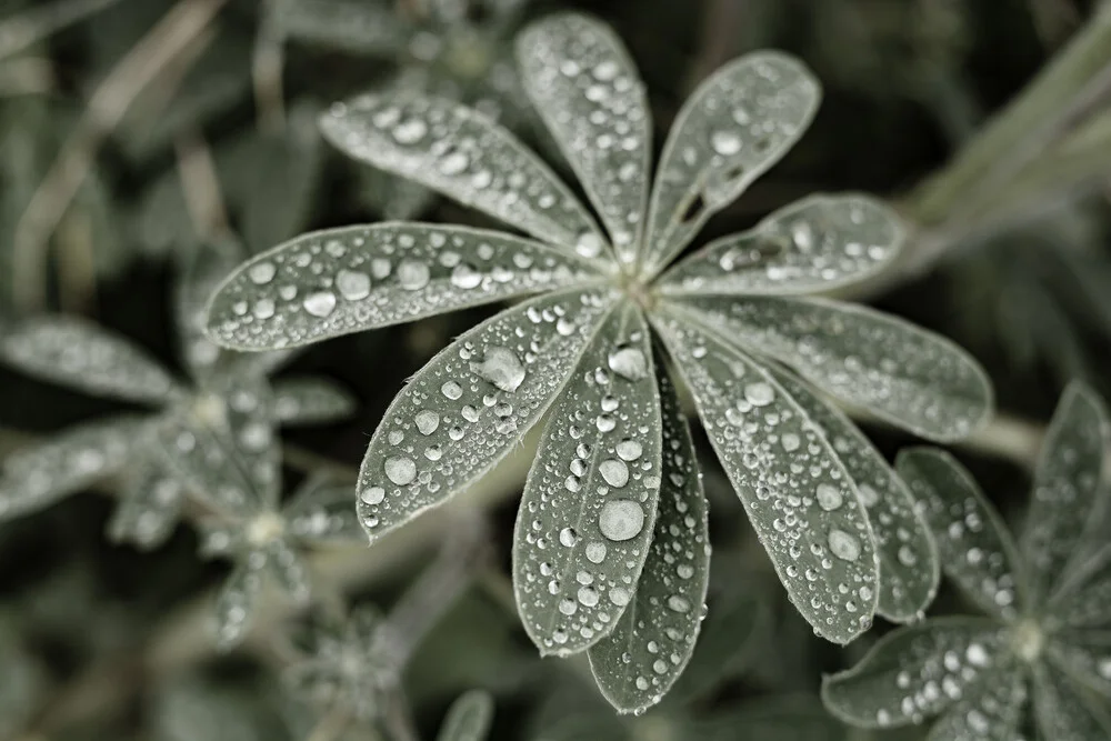 Blue Lupine #4 - Fineart photography by Tal Paz-fridman