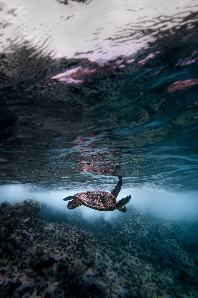 Schildköten Stimmung - fotokunst von Tobias Winkelmann