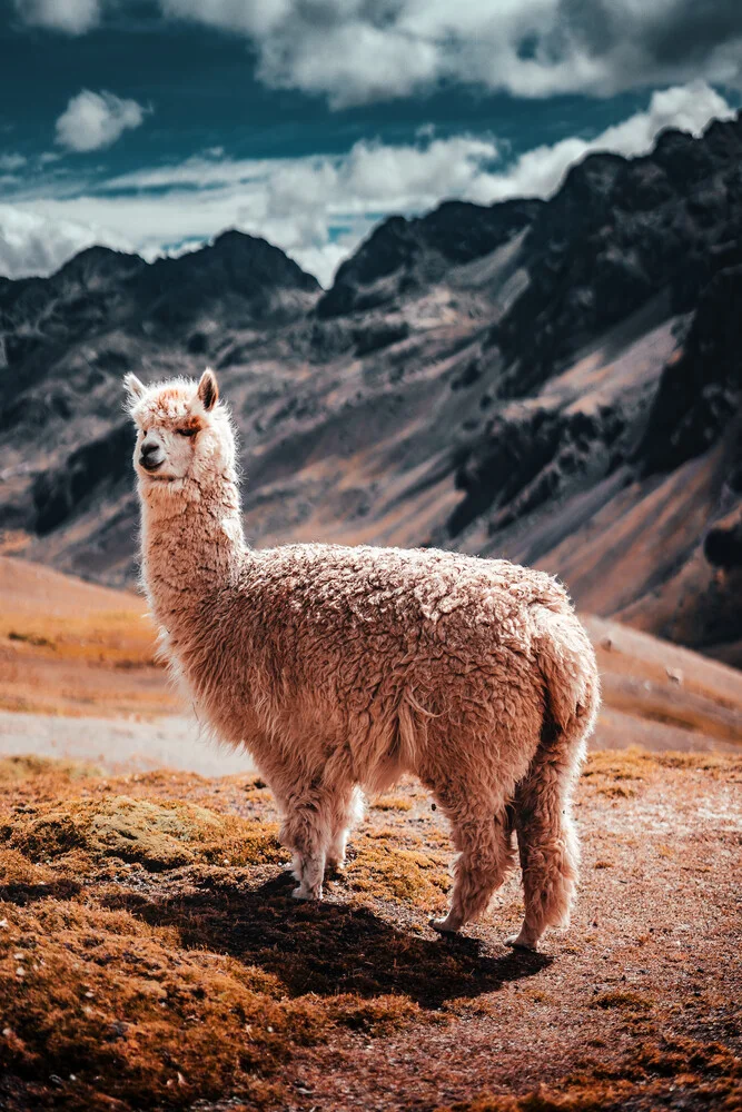Alpaca Fluff - fotokunst von Tobias Winkelmann