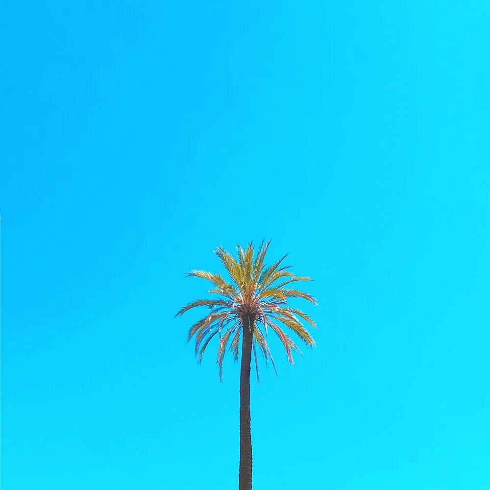 Palm Tree - Fineart photography by Kirill Voronkov