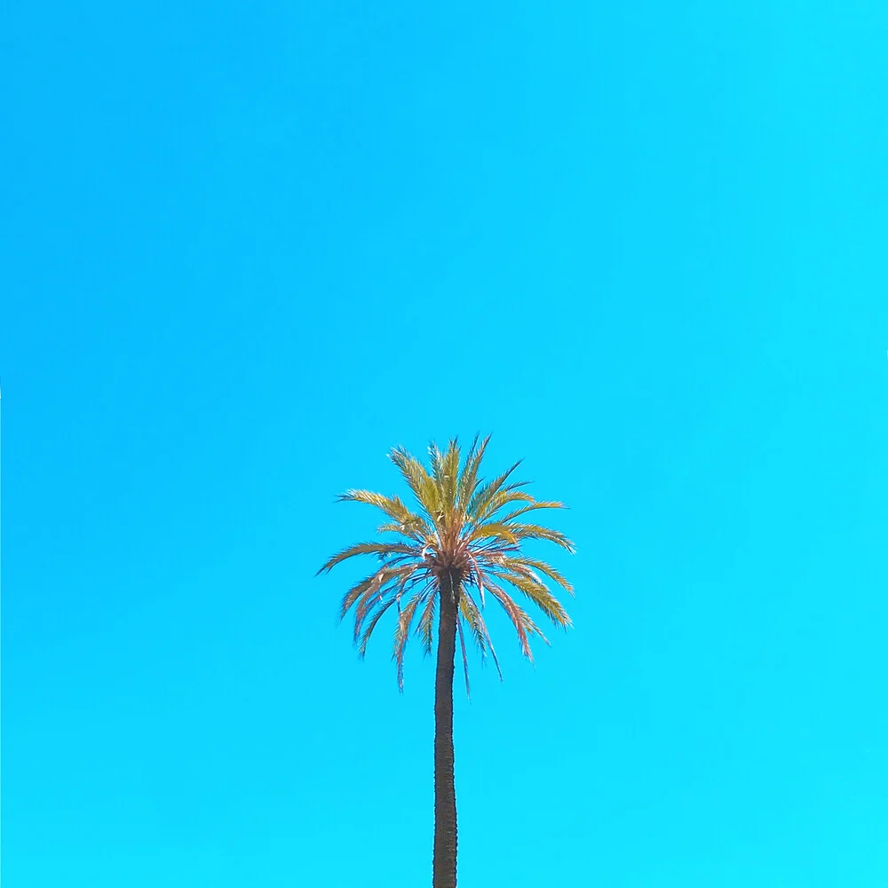 Palm Tree - fotokunst von Kirill Voronkov